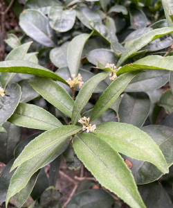 小众送妈妈的花有哪些花