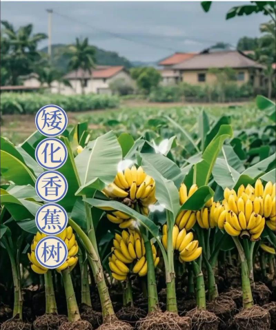 广西香蕉怎么样种植