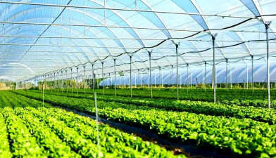 小众送妈妈的花有哪些花