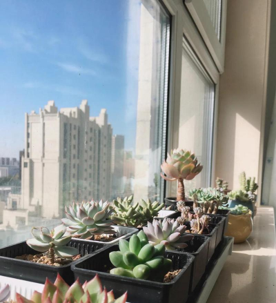 小众送妈妈的花有哪些花