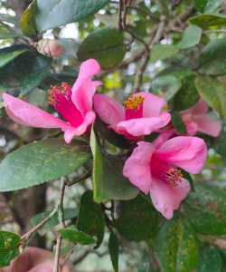 小众送妈妈的花有哪些花