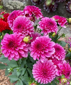 小众送妈妈的花有哪些花