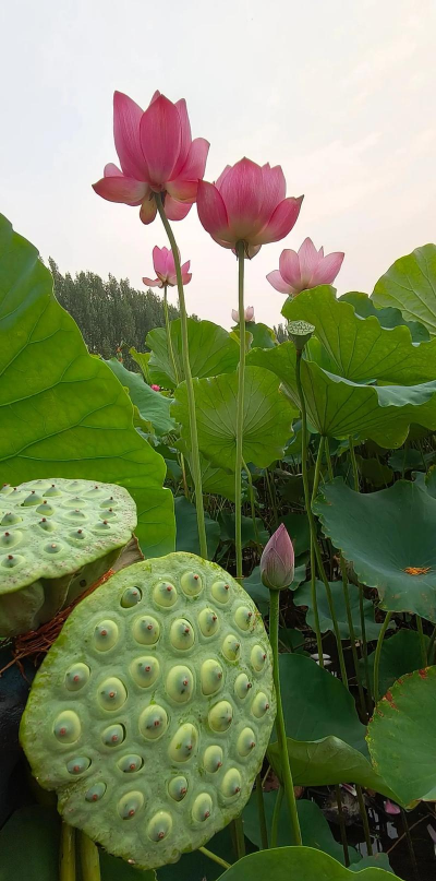 小众送妈妈的花有哪些花