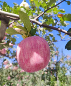 陕西苹果品种有哪些