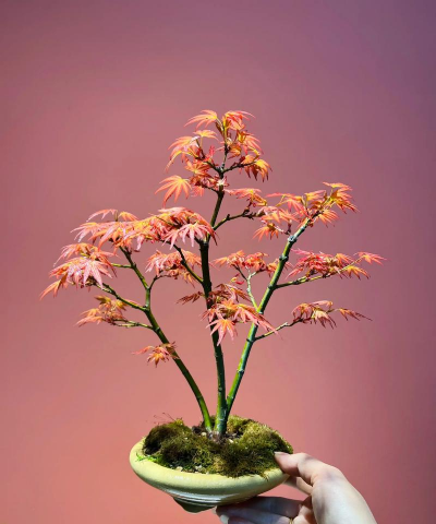 小众送妈妈的花有哪些花