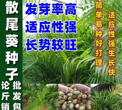 小众送妈妈的花有哪些花