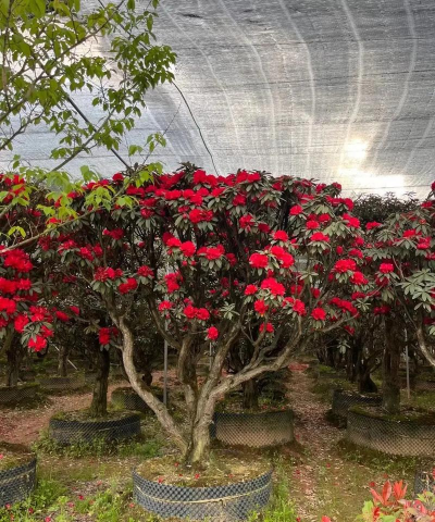 小众送妈妈的花有哪些花