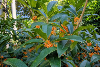 小众送妈妈的花有哪些花