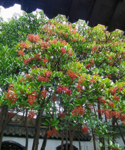 小众送妈妈的花有哪些花