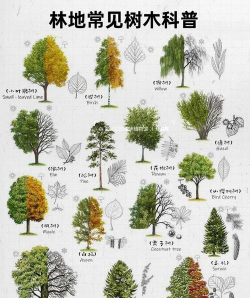 常绿树图片及名称