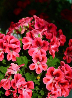 小众送妈妈的花有哪些花