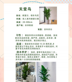小众送妈妈的花有哪些花