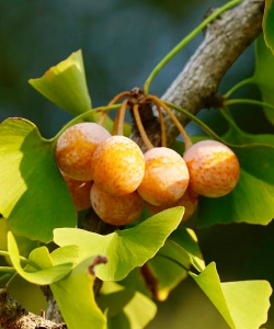 白果是哪种植物的果实