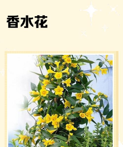 香水花是什么