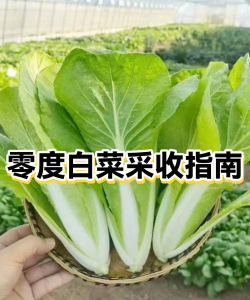 大白菜零下几度必须收获