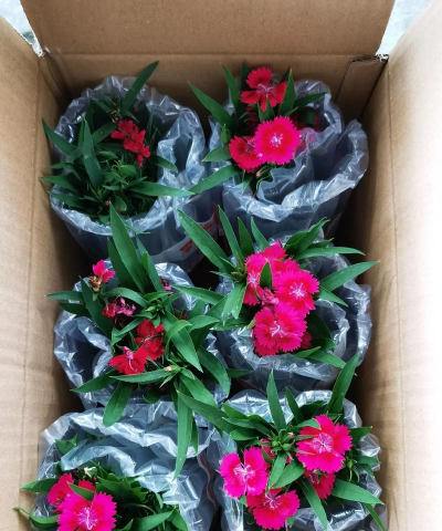 小众送妈妈的花有哪些花