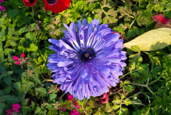 小众送妈妈的花有哪些花