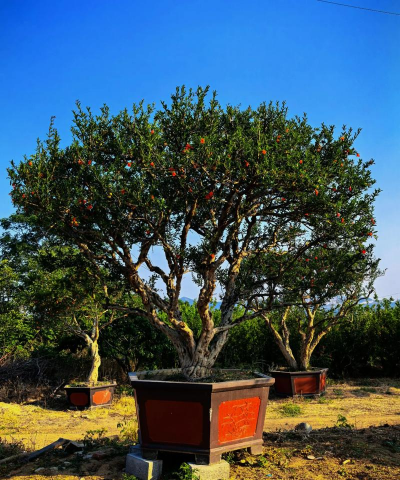 小众送妈妈的花有哪些花