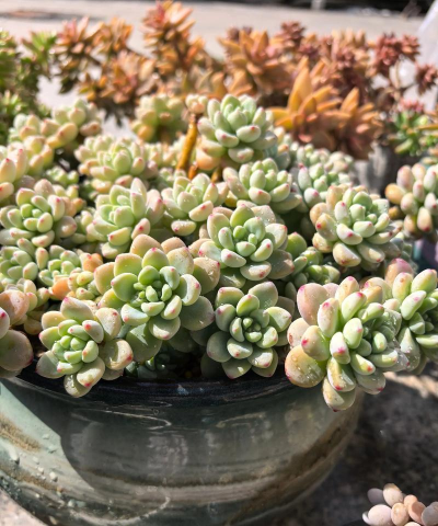 小众送妈妈的花有哪些花