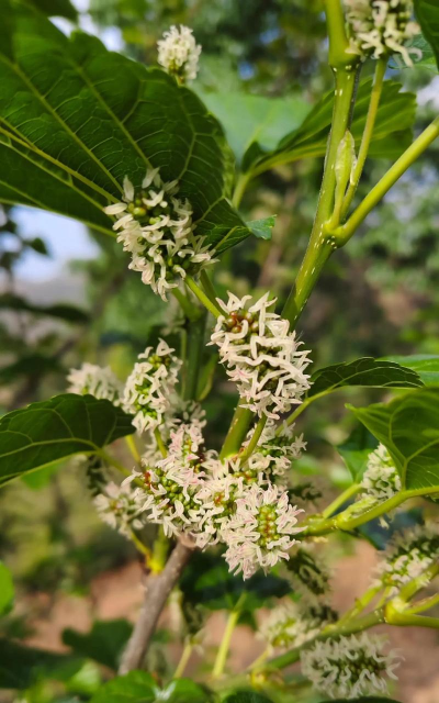 小众送妈妈的花有哪些花