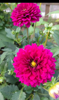 小众送妈妈的花有哪些花