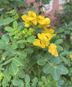 小众送妈妈的花有哪些花