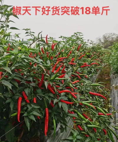 朝天椒怎么种植技术