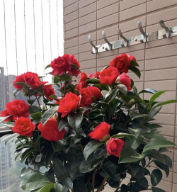 小众送妈妈的花有哪些花