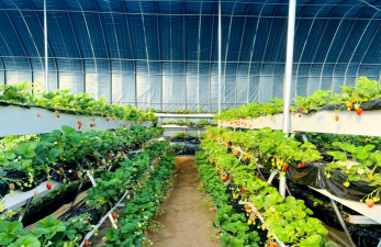 草莓种植大棚技术