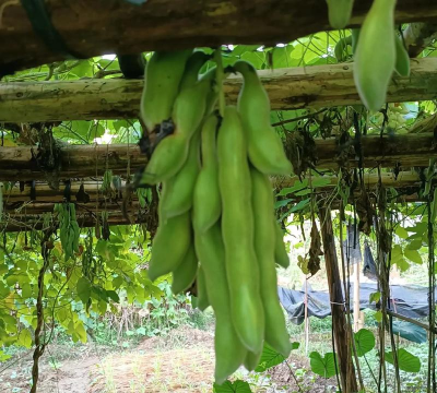 小众送妈妈的花有哪些花