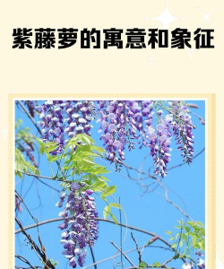小众送妈妈的花有哪些花