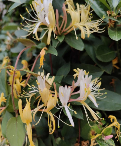 小众送妈妈的花有哪些花