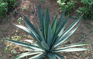 小众送妈妈的花有哪些花