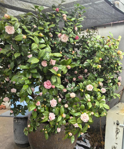 小众送妈妈的花有哪些花