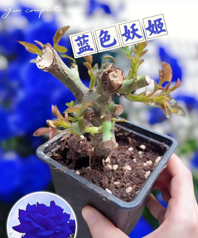 小众送妈妈的花有哪些花