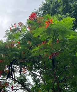 小众送妈妈的花有哪些花