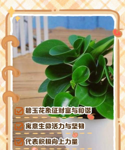 小众送妈妈的花有哪些花