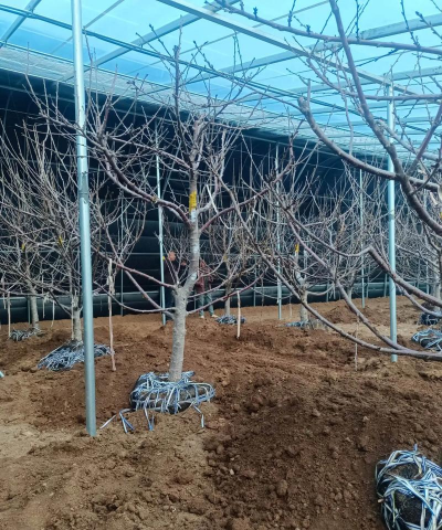 小众送妈妈的花有哪些花