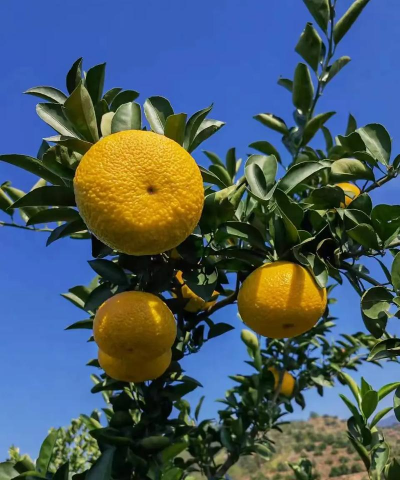 橘子和柚子杂交出什么