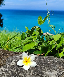 小众送妈妈的花有哪些花