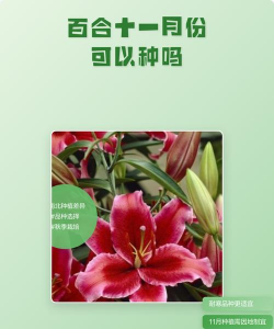 小众送妈妈的花有哪些花