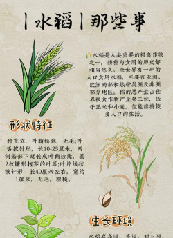 我国的粮食种植以什么为主 我国的粮食种植以什么为主