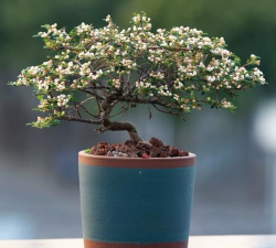 小众送妈妈的花有哪些花