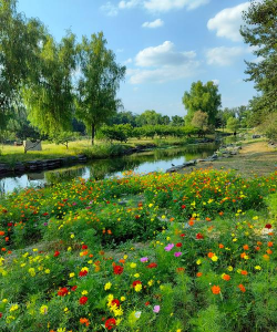 小众送妈妈的花有哪些花