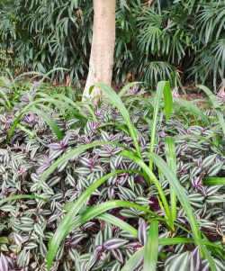 小众送妈妈的花有哪些花