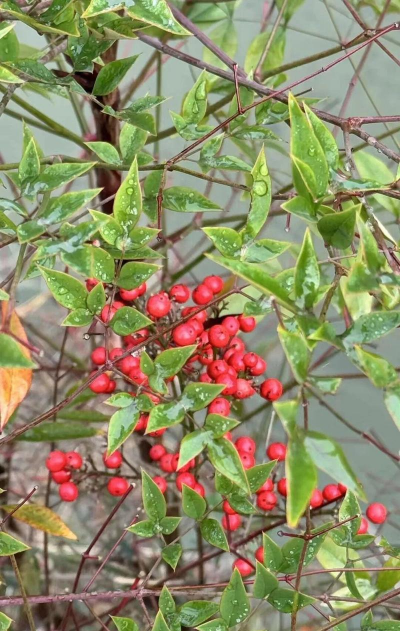 小众送妈妈的花有哪些花