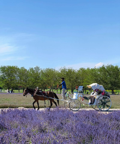 小众送妈妈的花有哪些花