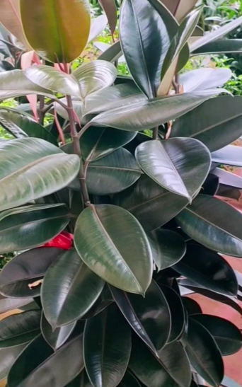 小众送妈妈的花有哪些花