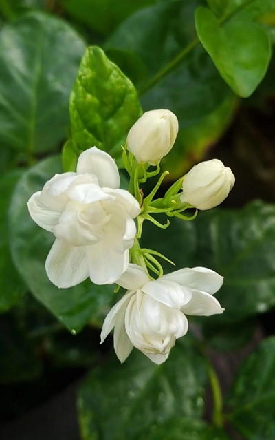 小众送妈妈的花有哪些花