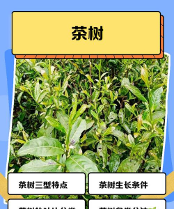 茶树属于什么植物